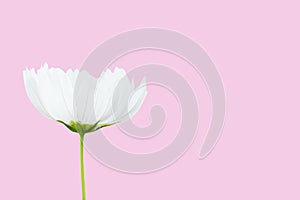 White cosmos flower isolated on pink background - clipping paths