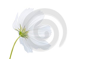 White cosmos flower isolated on white background - clipping paths
