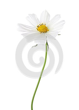 White Cosmos flower isolated on white background. Garden Cosmos