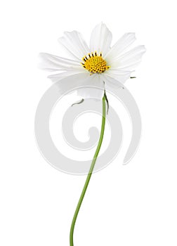 White Cosmos flower isolated on white background. Garden Cosmos photo