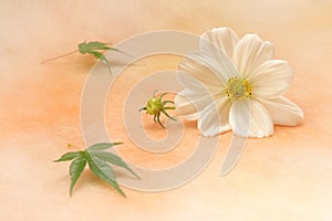 White cosmos flower and maple leaf