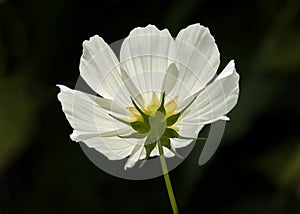 White Cosmos Flower