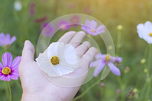 White cosmos flower on woman hand with beautiful cosmos flower g