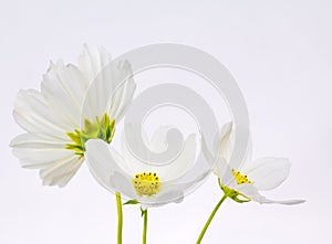 White cosmos flowers