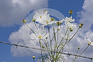 White Cosmos flowers against blue sky