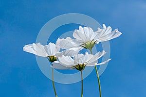 White cosmos flowers against a bright blue sky