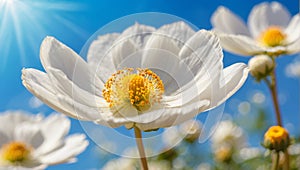 White cosmos flowers on the background of blue sky with sun and clouds