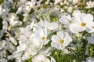 White cosmos flowers blooming