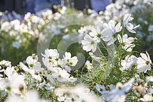 White cosmos flowers blooming