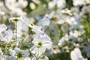 White cosmos flowers blooming