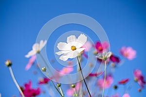 White cosmos flowers blooming in garden on bright blue sky background