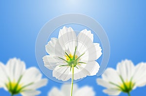 White cosmos flowers on a blue sky background