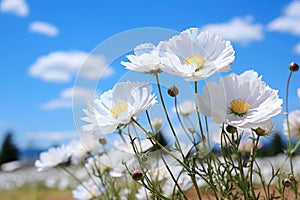 White cosmos flowers on blue sky background with white clouds in spring season
