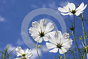 White Cosmos Flowers Blue Sky photo