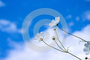 White cosmos flowers on bright blue sky with cloud background