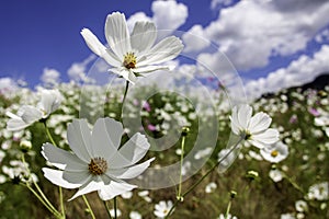 White cosmos flowers in a field up close