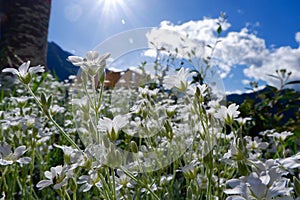 White cosmos flowers with pastel light stems grow on the spring field against sun rays and blue sky in Accous, France