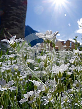 White cosmos flowers with pastel light stems grow on the spring field against sun rays and blue sky in Accous, France. Vertical