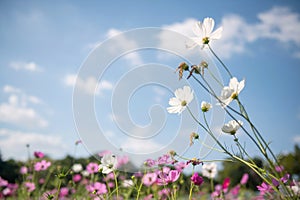 white cosmos flowers in spring field against blue sky and cloud