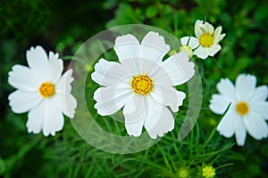 White cosmos genus plant flowers with green backrounds