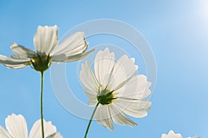 White Cosmos and sky