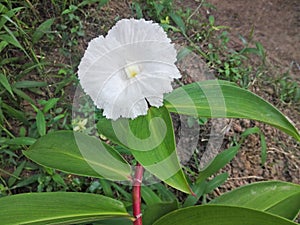 A white costus speciosus (Thebu) flower. A field.