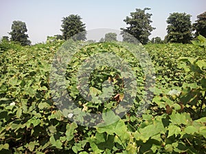 White cotton in creat in indian farming