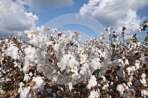 White Cotton field