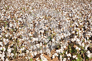 White Cotton field