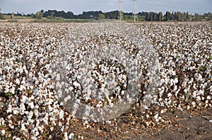 White Cotton field