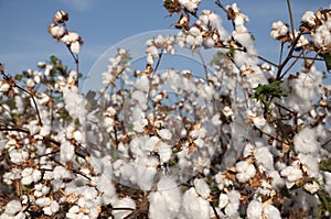 White cotton Field