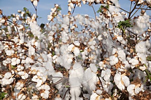 White cotton Field