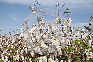 White cotton Field