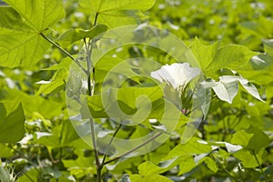 White cotton flower detail