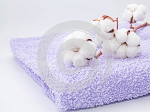 White cotton flowers on bright purple cotton towel close up