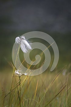 White cotton grass growing on the vast spaces of the Sarek plains, Sweden