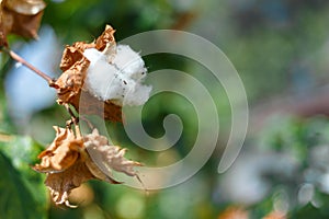 White cotton tree,Close-up of ripe cotton bolls on branch.