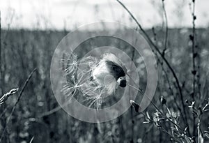 White cottongrass in the field