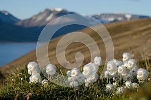 White cottongrass from Svalbard