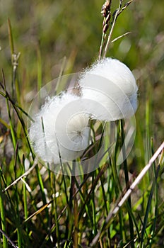 White cottongrass from Svalbard