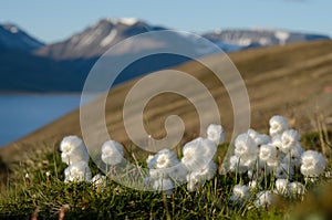 White cottongrass from Svalbard photo