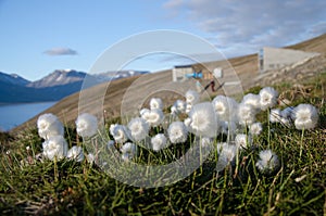 White cottongrass from Svalbard photo