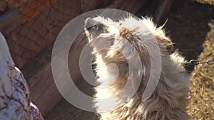 White Country Dog Living in a Leash Booth. Portrait of a Dog. The dog is man`s friend