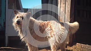 White Country Dog Living in a Leash Booth. Portrait of a Dog. The dog is man`s friend