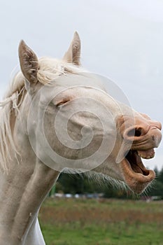 White country horse