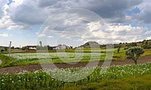 White country houses with opium poppies  fields in Phrygia Valley Natural Park Frig Vadisi Tabiat Parki, Ihsaniye,