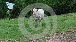 White cow alone in field chewing grass