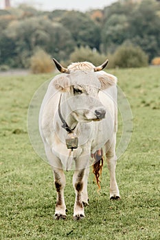 white cow with bell on neck standing on green meadow look to side while grazing and producing milk