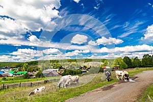 A white cow with black spots on the bank of the river in the village in summer. Houses on the other side in background