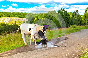 A white cow with black spots on the bank of the river in the village in summer. Houses on the other side in background